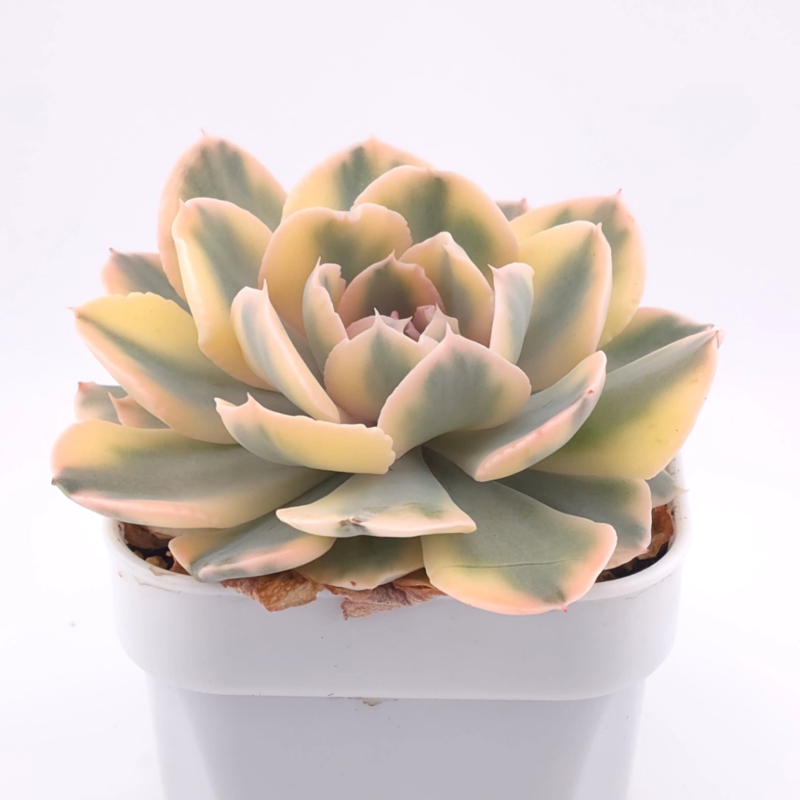Echeveria ‘Liberia’ variegated | 利比亞錦 thumbnail 2