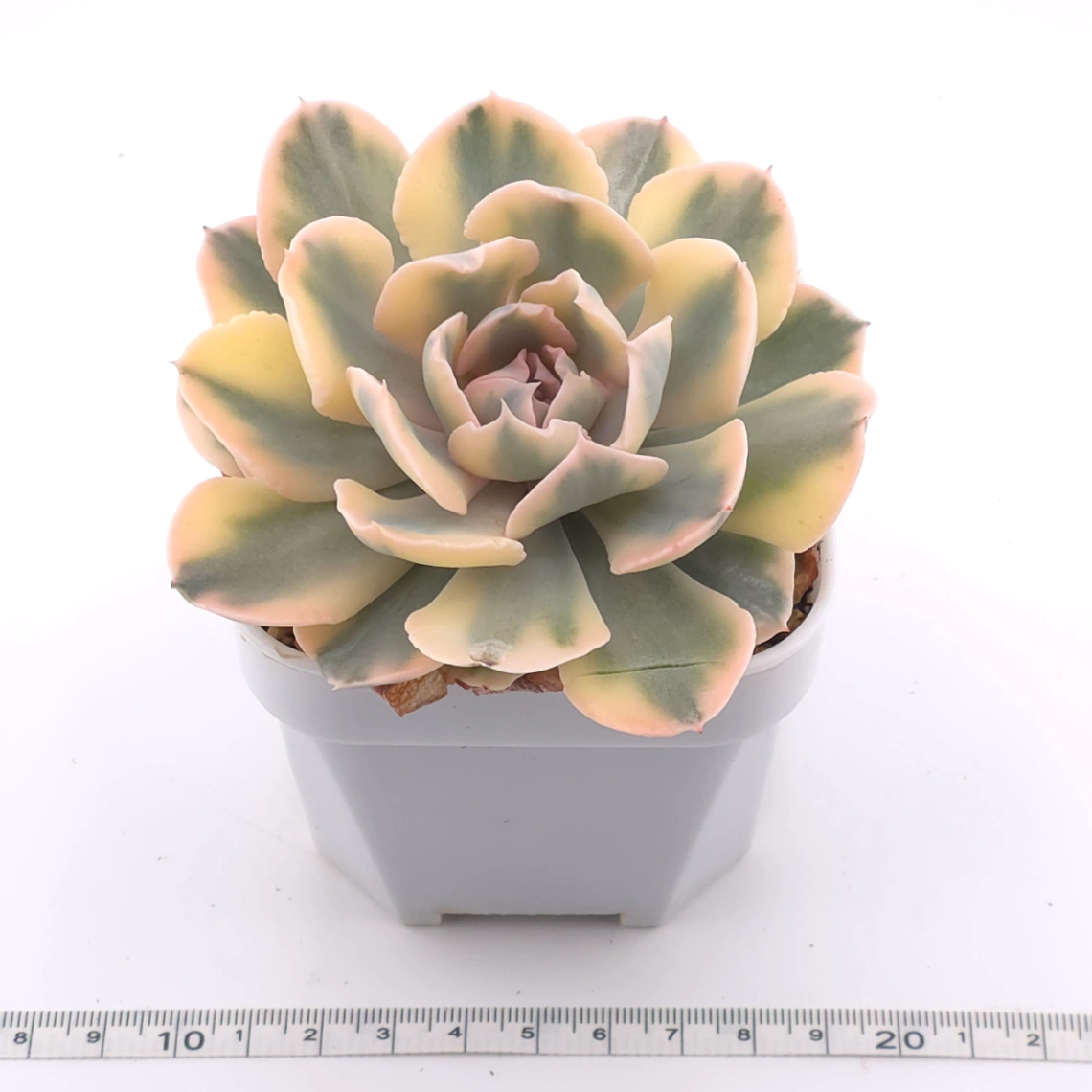 Echeveria ‘Liberia’ variegated | 利比亞錦 thumbnail 3