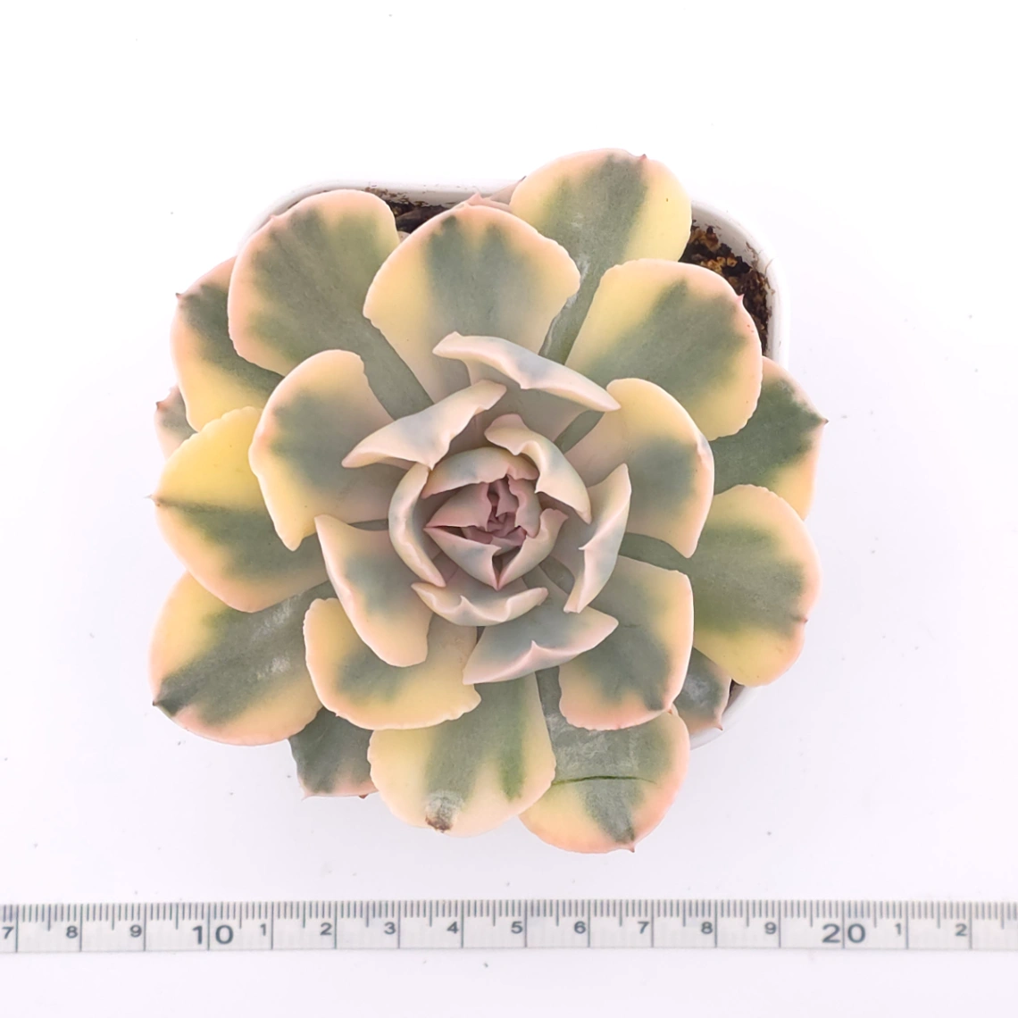 Echeveria ‘Liberia’ variegated | 利比亞錦 thumbnail 4