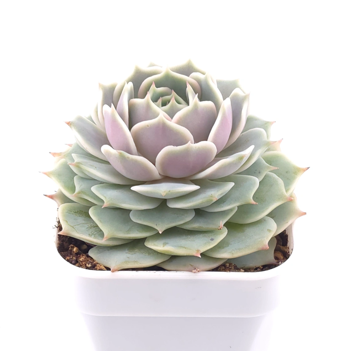 Echeveria ‘Lola’ | 露娜蓮 thumbnail 2