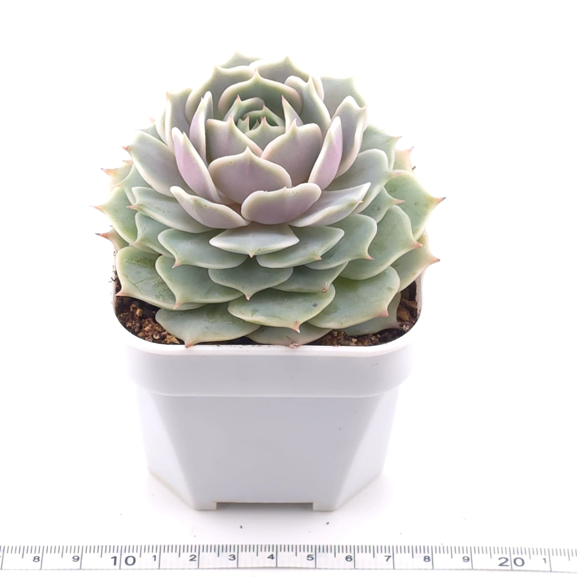 Echeveria ‘Lola’ | 露娜蓮 thumbnail 3