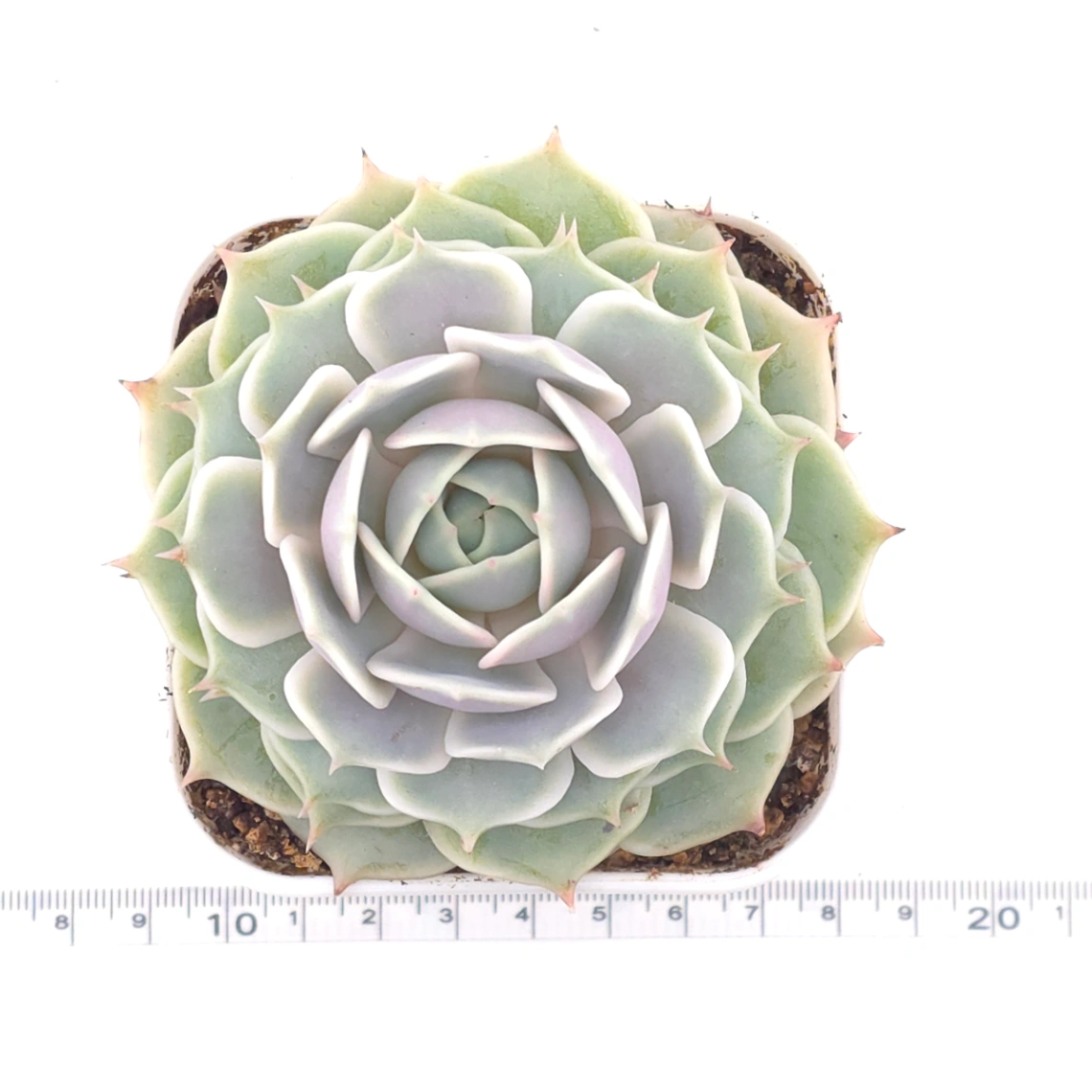 Echeveria ‘Lola’ | 露娜蓮 thumbnail 4