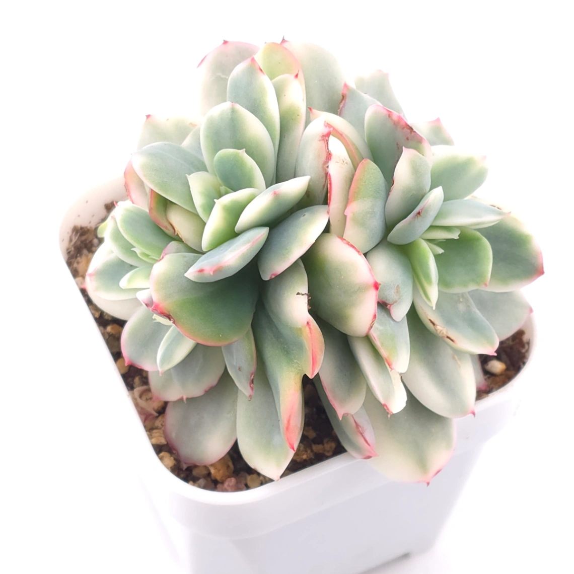 Echeveria ‘Luella’ variegated | 綺羅錦 thumbnail 2