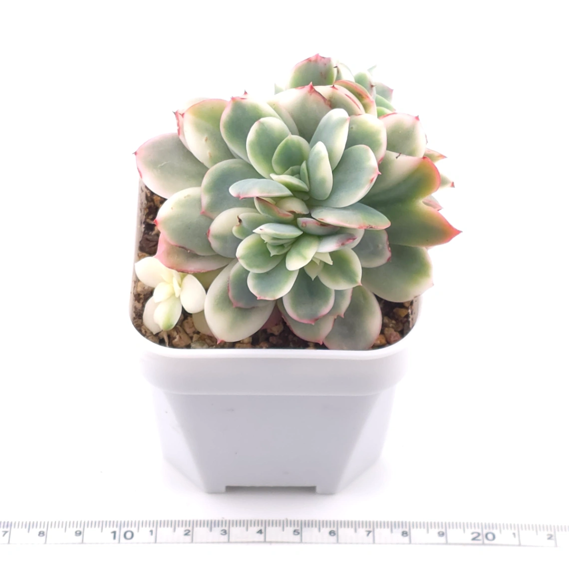 Echeveria ‘Luella’ variegated | 綺羅錦 thumbnail 3