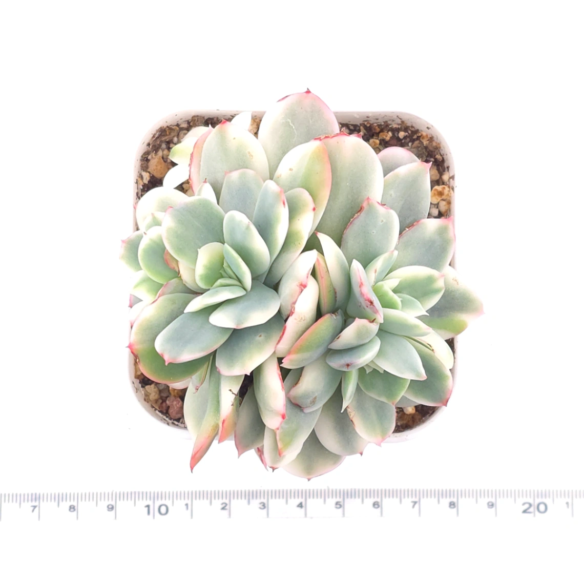 Echeveria ‘Luella’ variegated | 綺羅錦 thumbnail 4