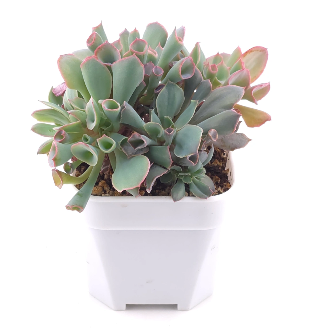 Echeveria ‘Magic Flute’ / ‘Trumpet Pinky’ | 魔笛 thumbnail 2