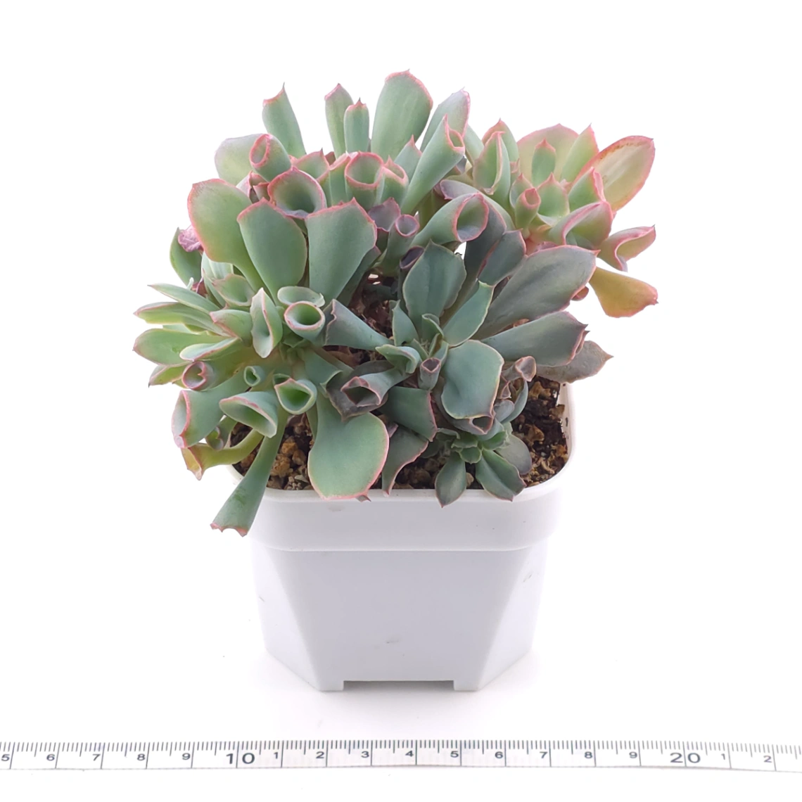 Echeveria ‘Magic Flute’ / ‘Trumpet Pinky’ | 魔笛 thumbnail 3