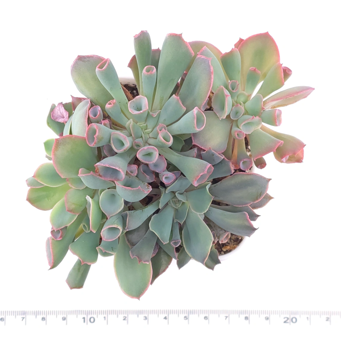 Echeveria ‘Magic Flute’ / ‘Trumpet Pinky’ | 魔笛 thumbnail 4