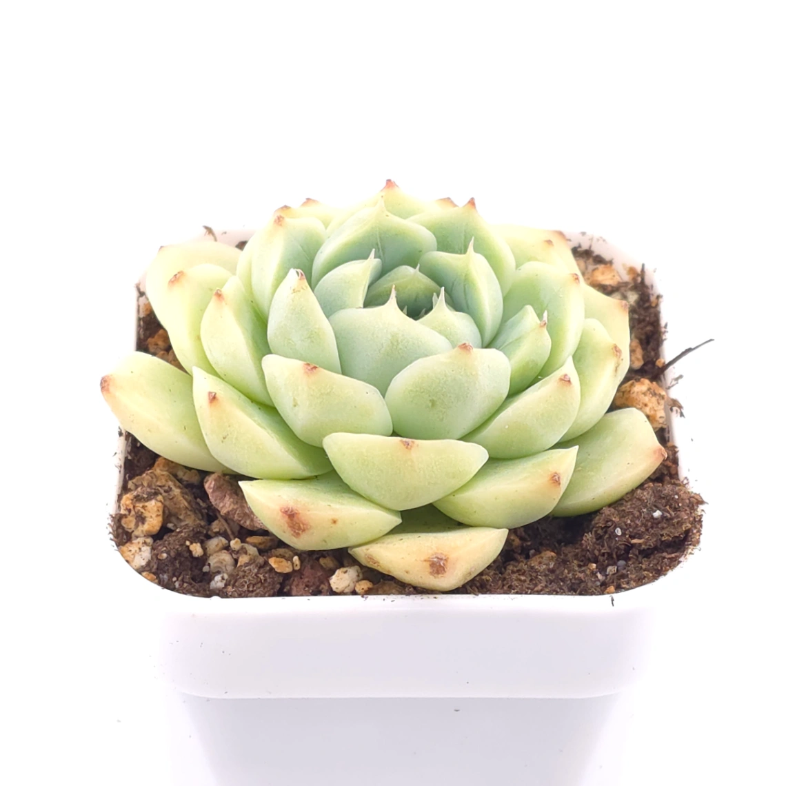 Echeveria ‘Malgan’ | 麥稈 thumbnail 2