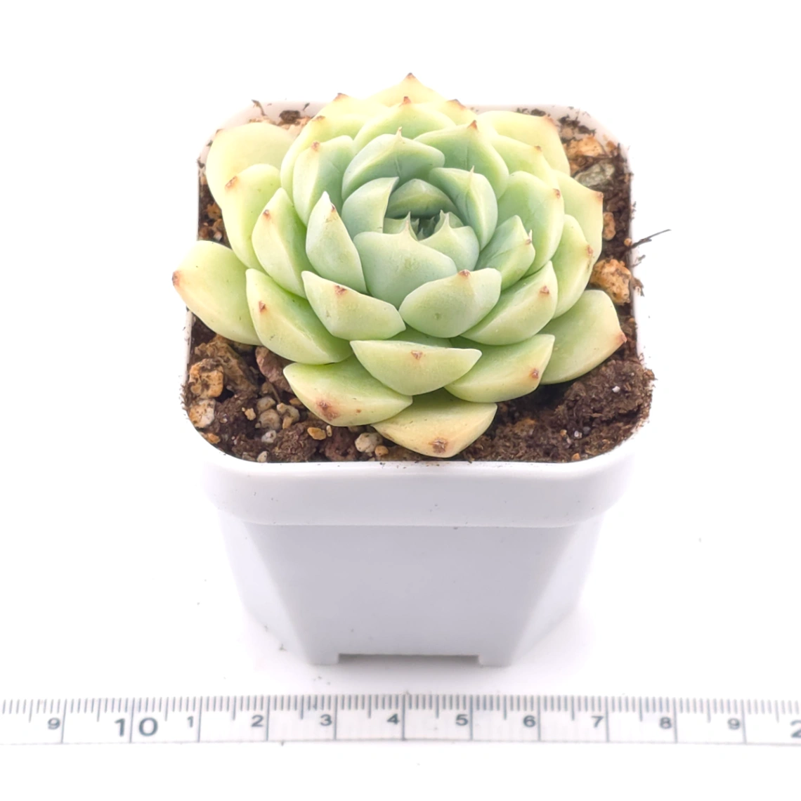 Echeveria ‘Malgan’ | 麥稈 thumbnail 3