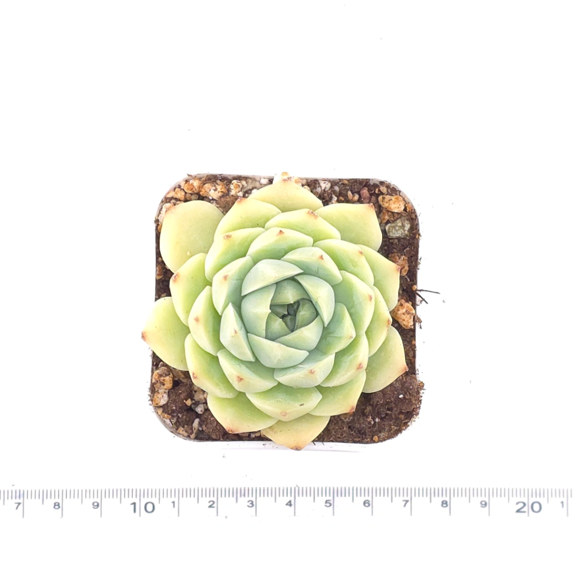 Echeveria ‘Malgan’ | 麥稈 thumbnail 4