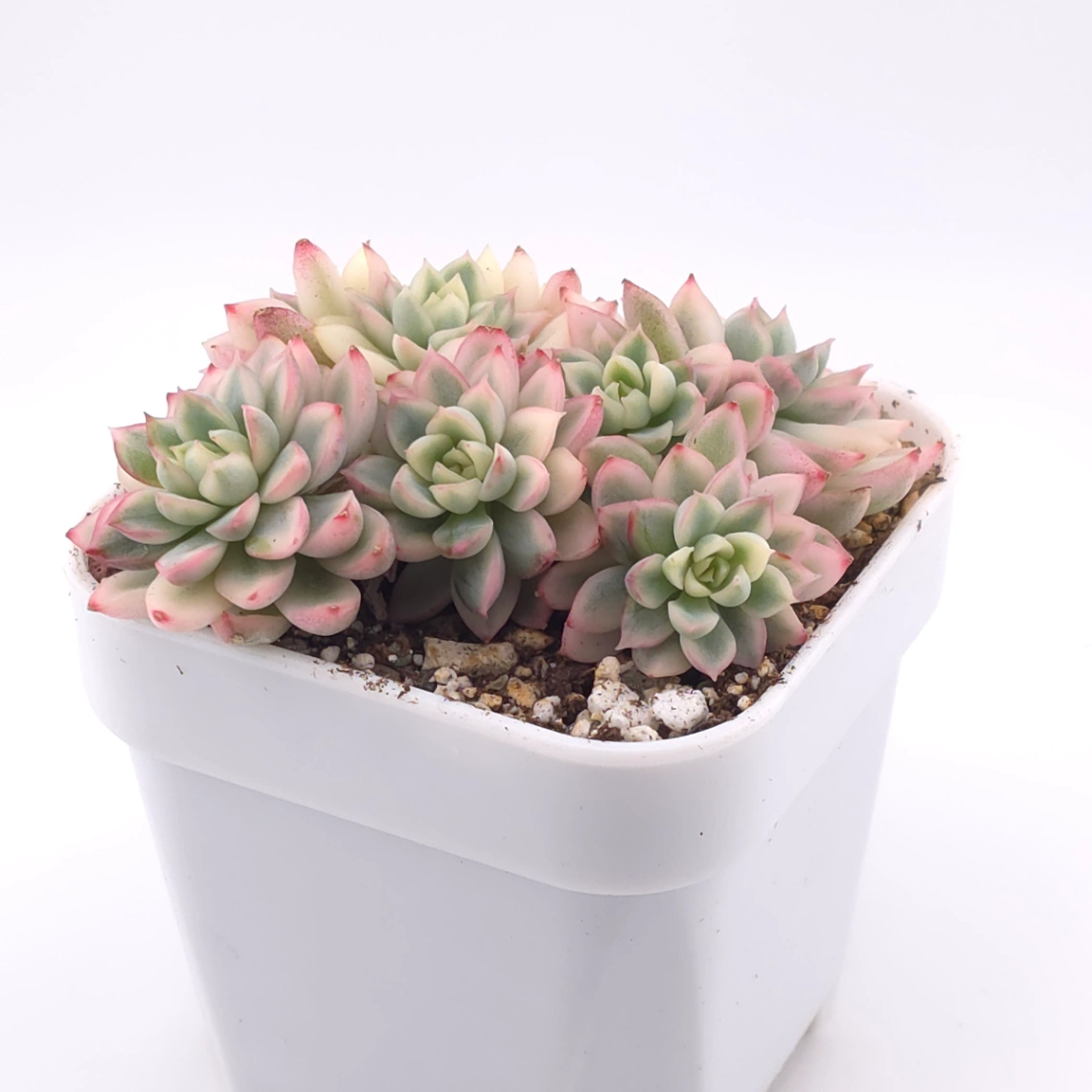 Echeveria ‘Mebina’ variegated clustering | 女雛錦群 thumbnail 2
