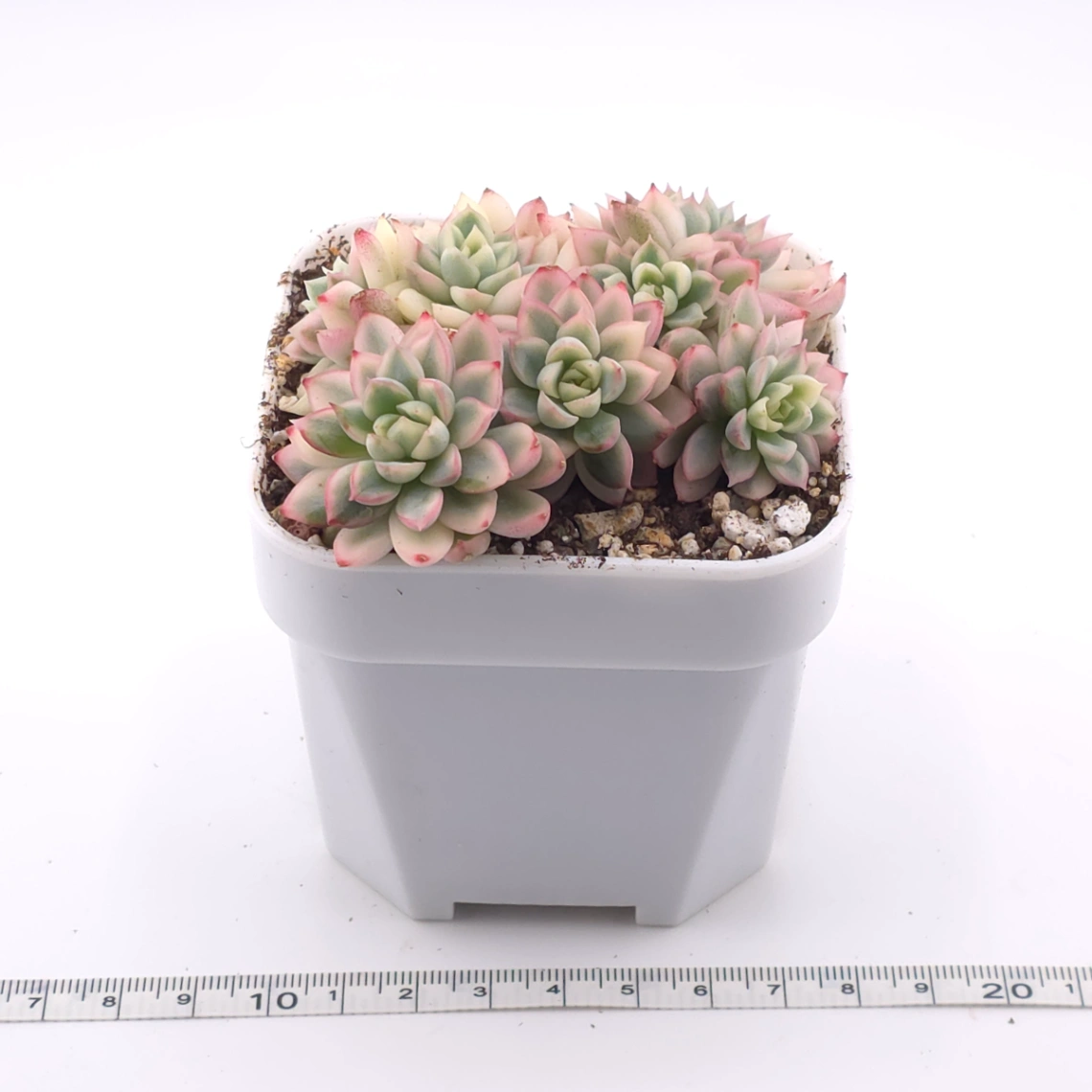 Echeveria ‘Mebina’ variegated clustering | 女雛錦群 thumbnail 3