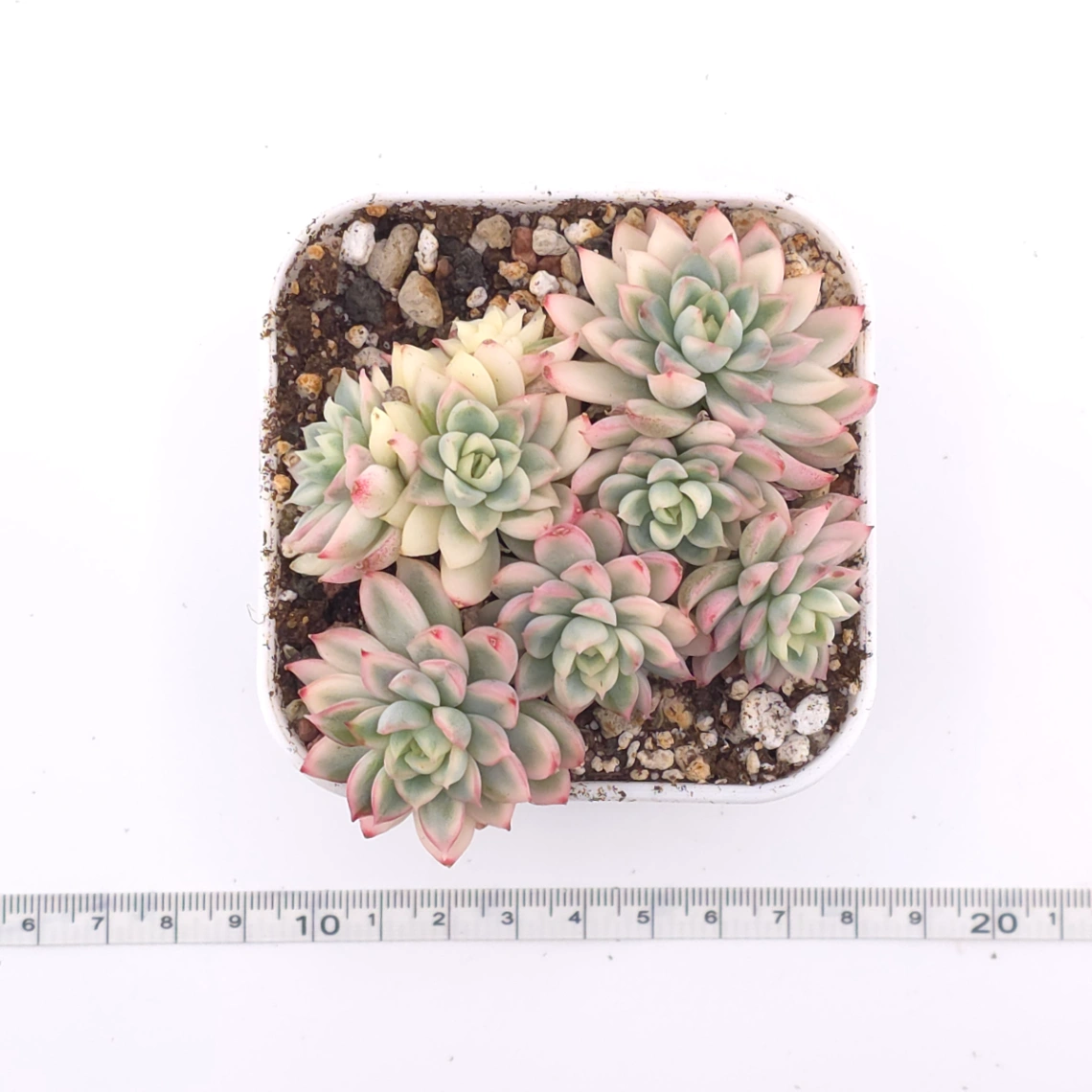 Echeveria ‘Mebina’ variegated clustering | 女雛錦群 thumbnail 4