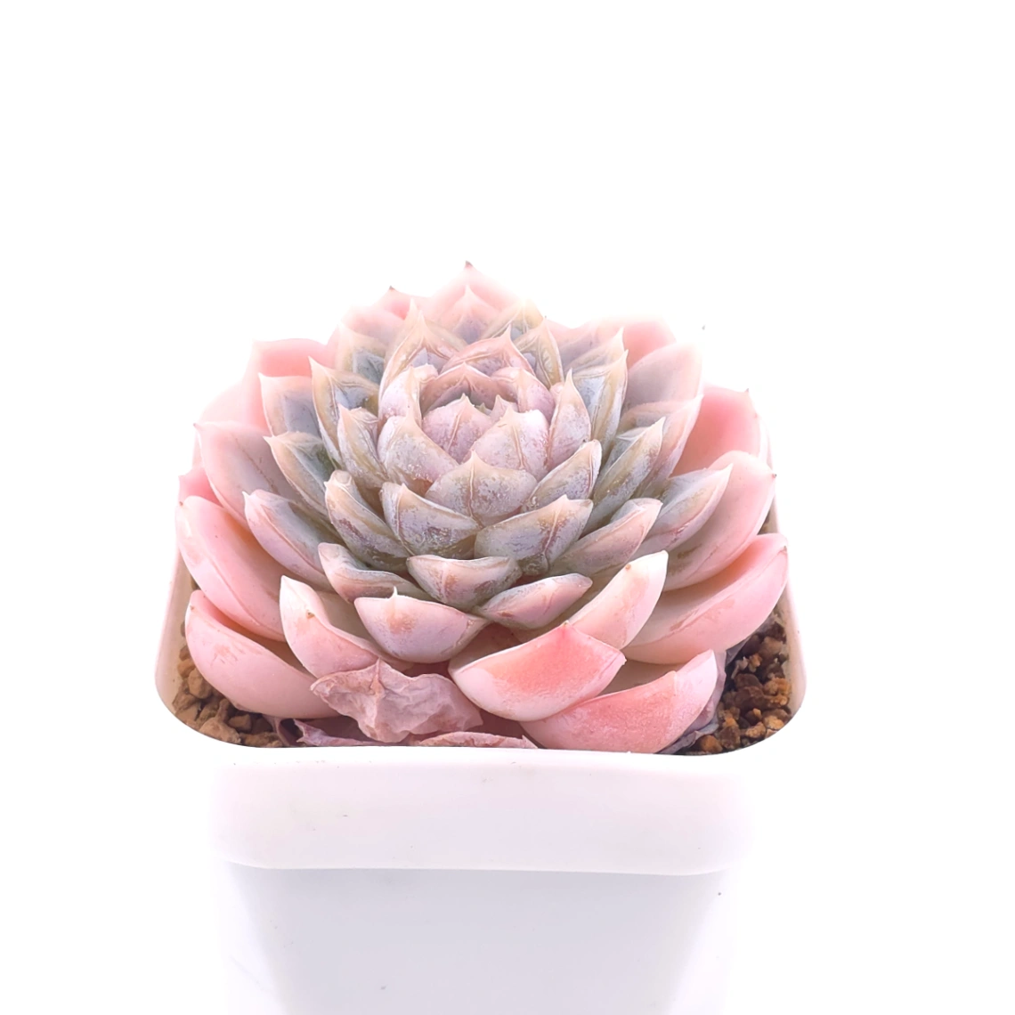 Echeveria ‘Mexican Snowball’ | 墨西哥雪球 thumbnail 2