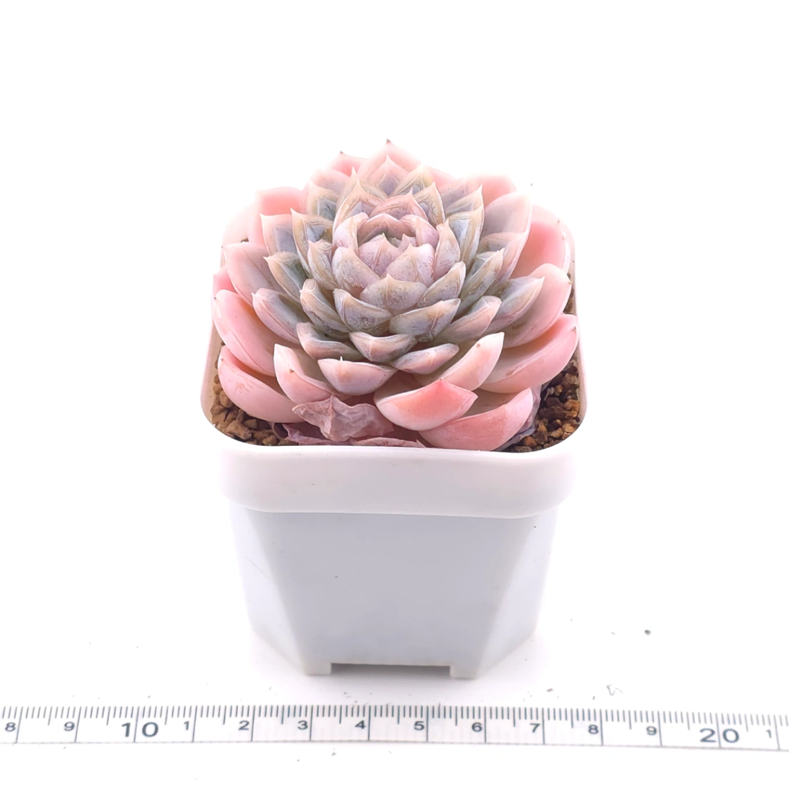 Echeveria ‘Mexican Snowball’ | 墨西哥雪球 thumbnail 3