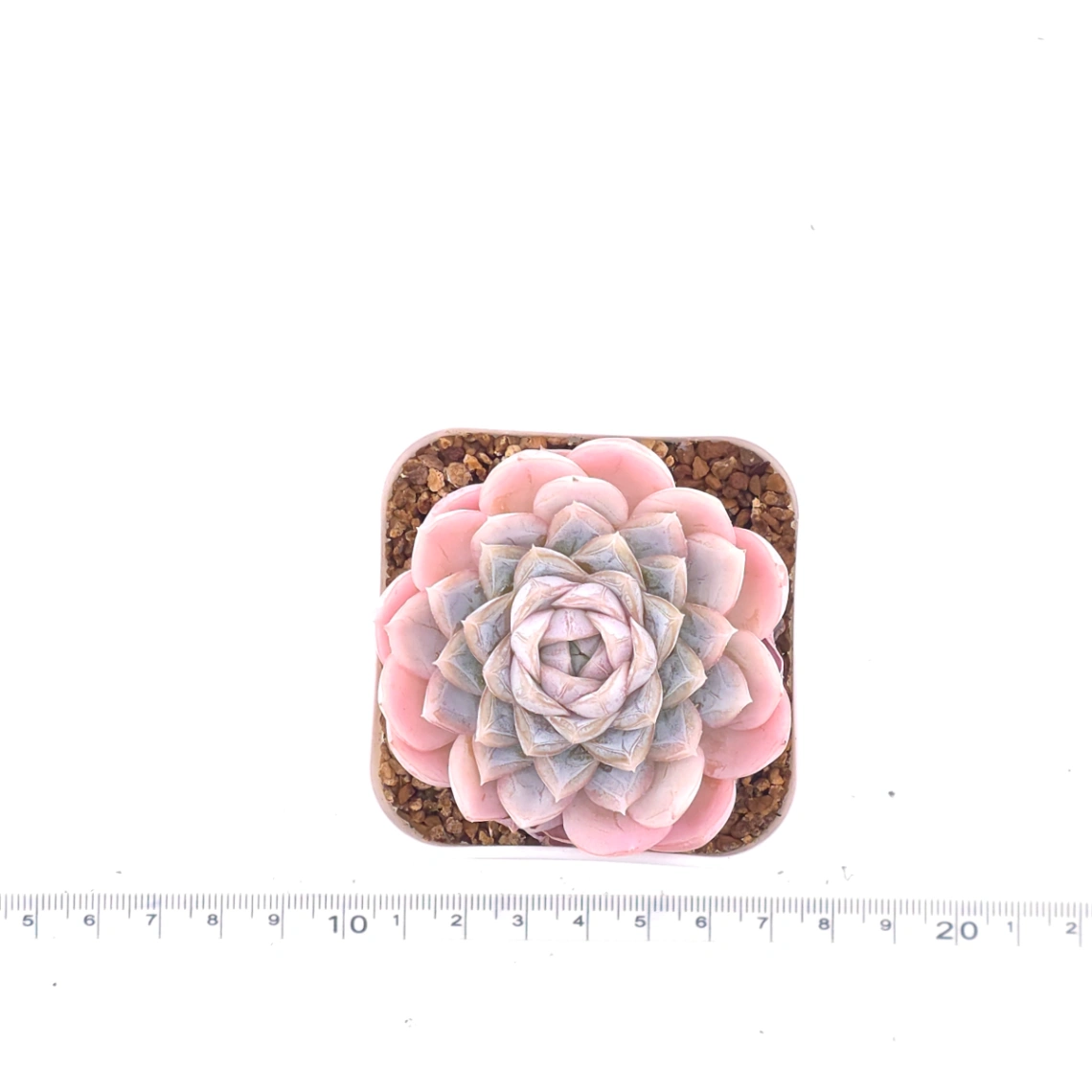 Echeveria ‘Mexican Snowball’ | 墨西哥雪球 thumbnail 4