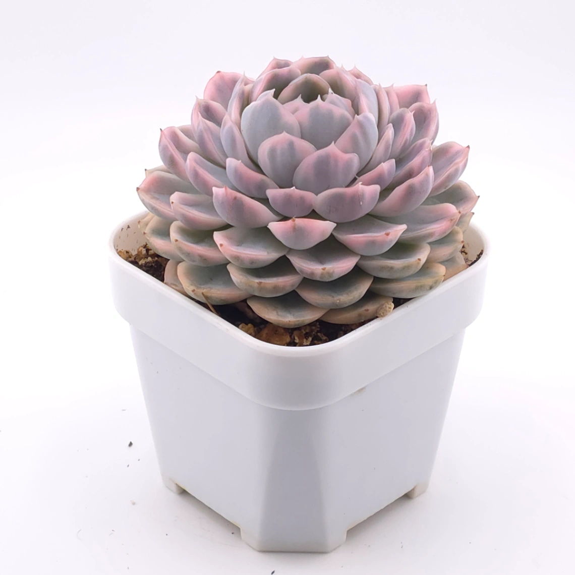 Echeveria ‘Mexican Snowball’ variegated | 墨西哥雪球錦 thumbnail 2