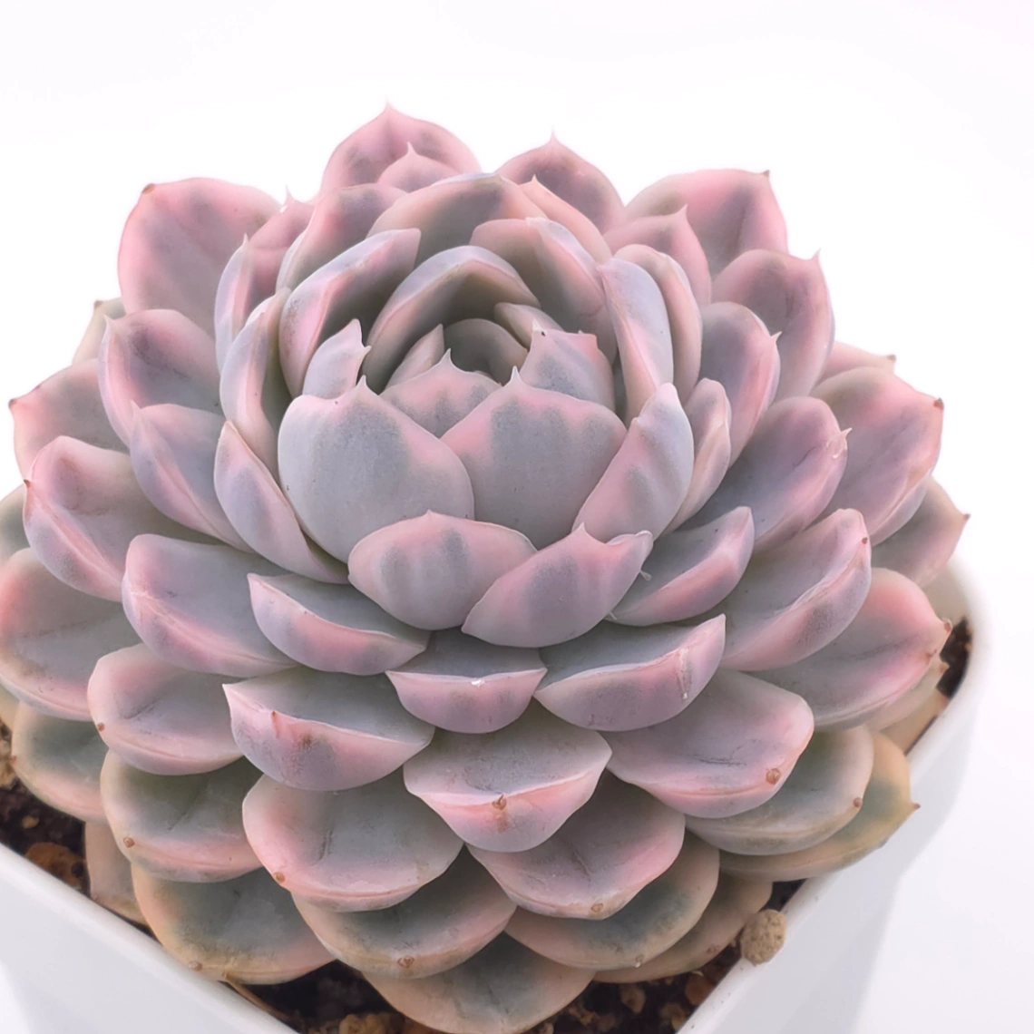Echeveria ‘Mexican Snowball’ variegated | 墨西哥雪球錦 thumbnail 3