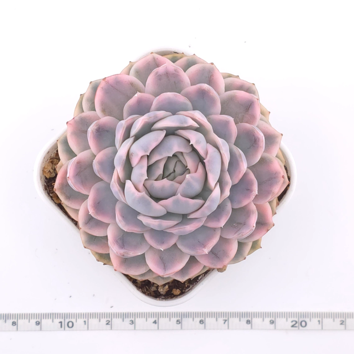 Echeveria ‘Mexican Snowball’ variegated | 墨西哥雪球錦 thumbnail 4