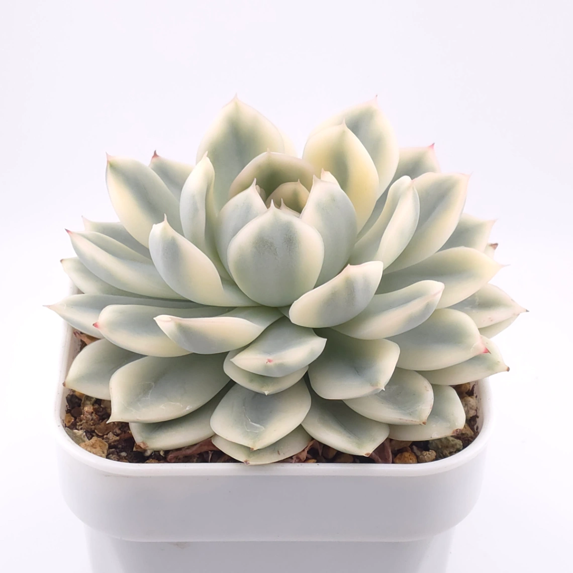 Echeveria 'Moon Fairy' variagated | 月亮仙子錦 thumbnail 2