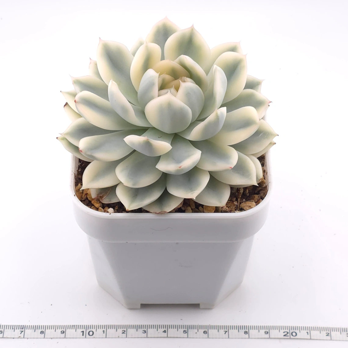 Echeveria 'Moon Fairy' variagated | 月亮仙子錦 thumbnail 3