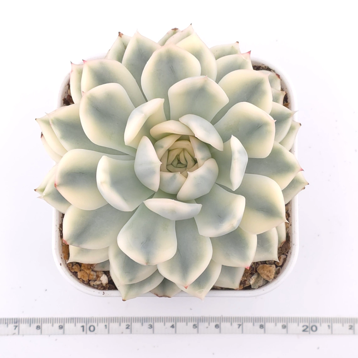 Echeveria 'Moon Fairy' variagated | 月亮仙子錦 thumbnail 4