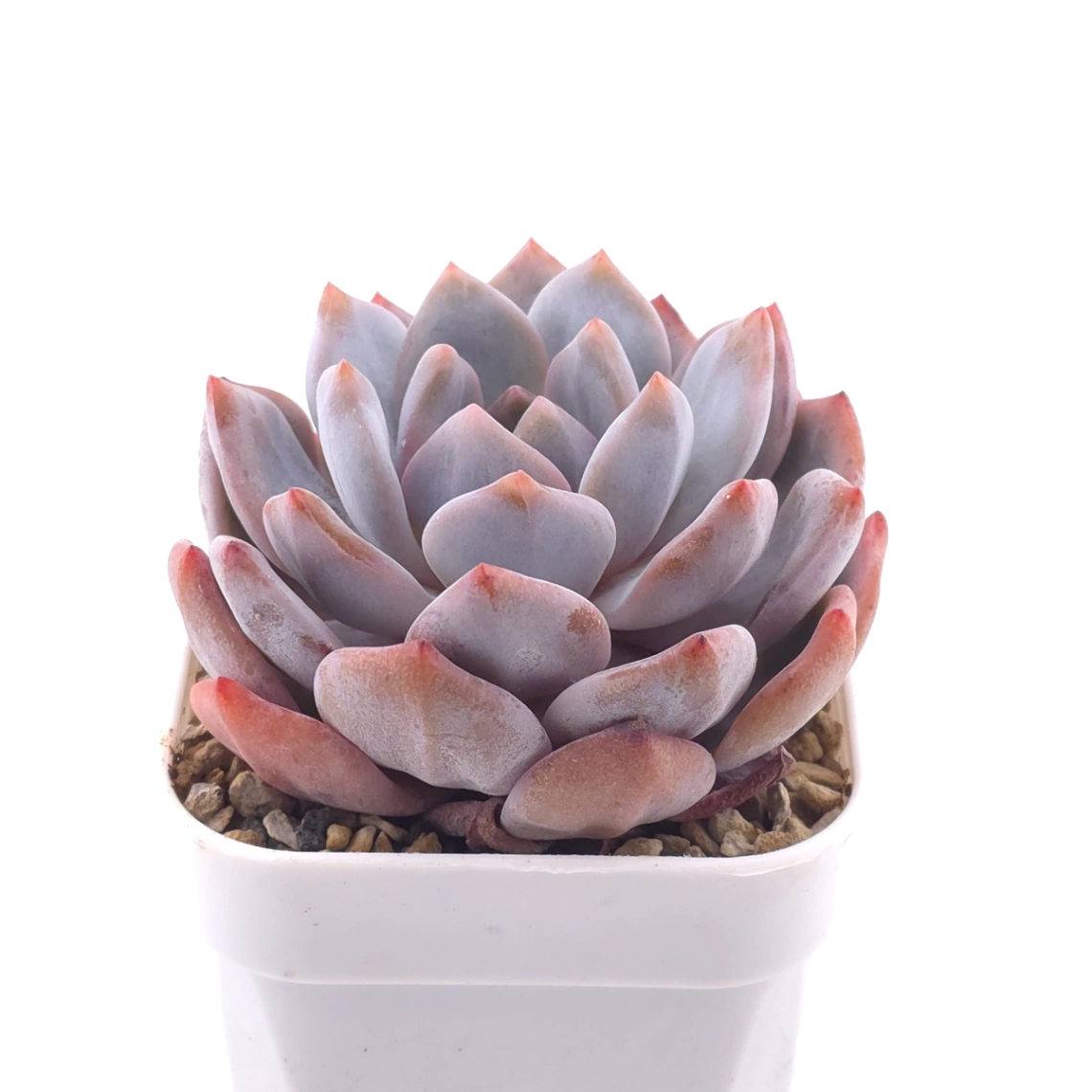 Echeveria ‘Orange Monroe’ | 橙夢露 thumbnail 2