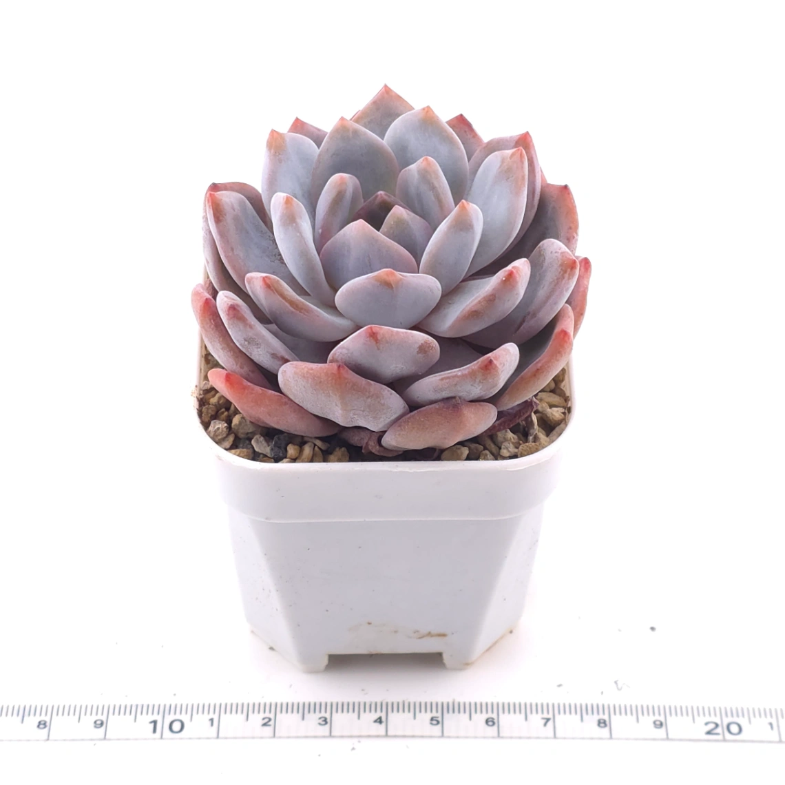 Echeveria ‘Orange Monroe’ | 橙夢露 thumbnail 3
