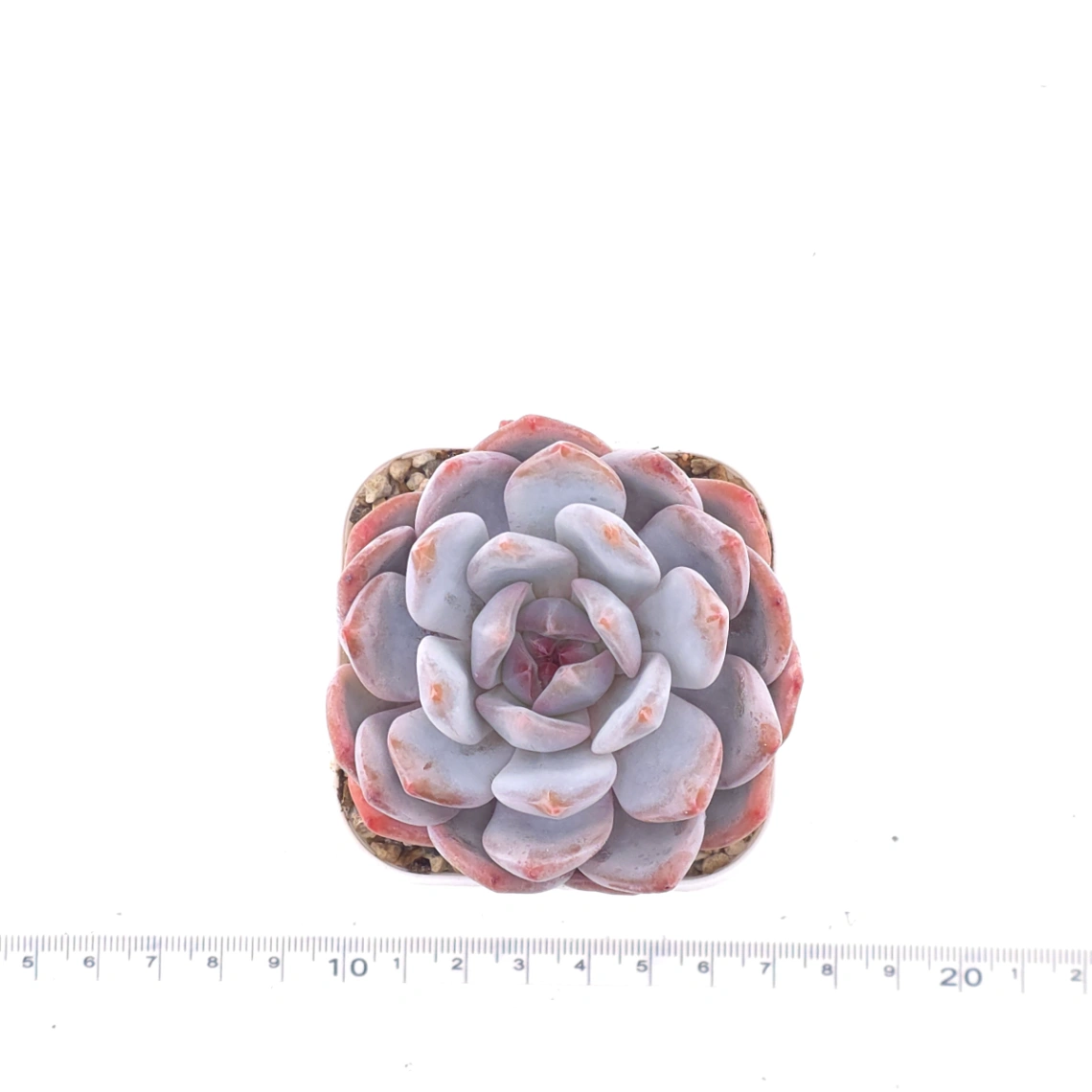 Echeveria ‘Orange Monroe’ | 橙夢露 thumbnail 4