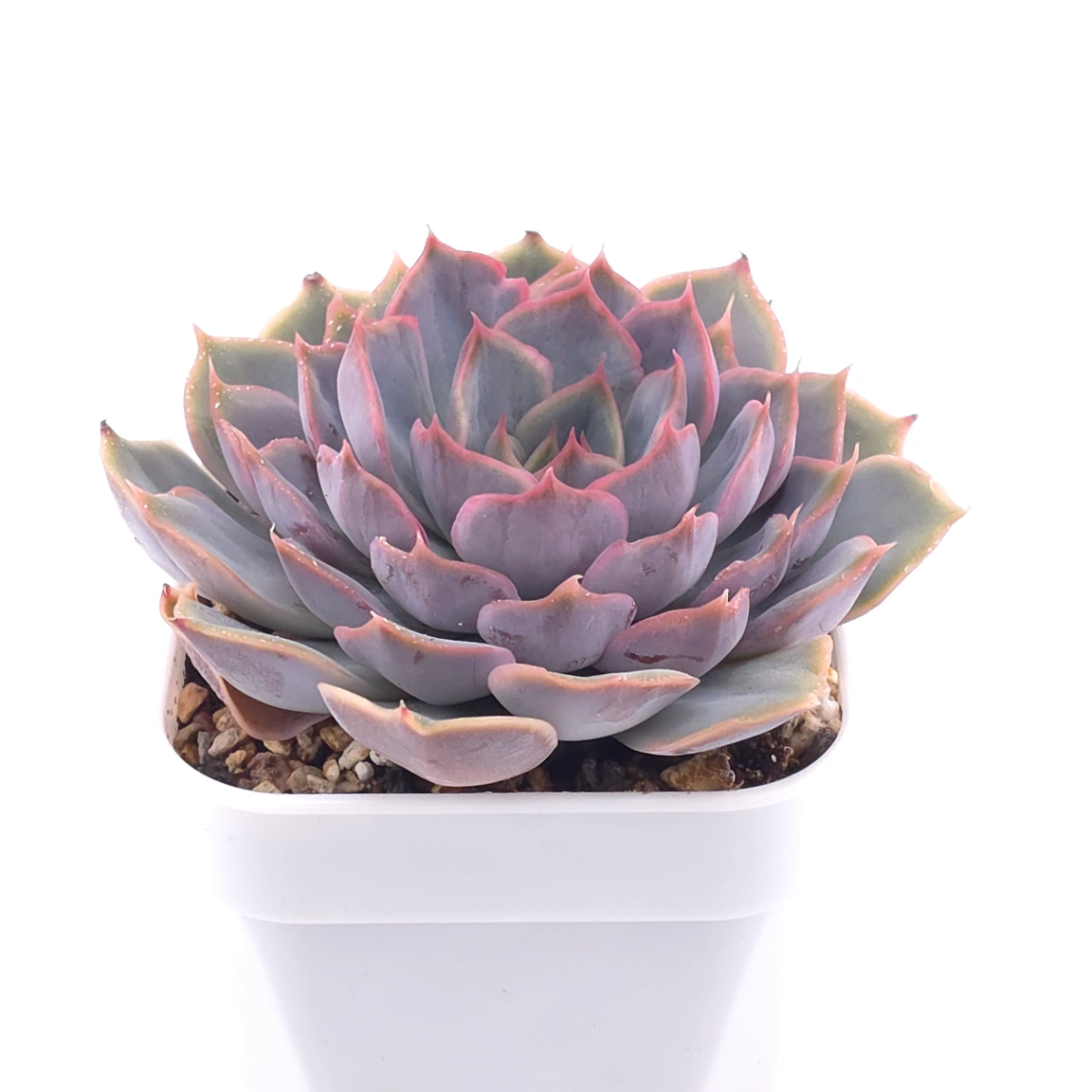 Echeveria ‘Pinky Punky’ | 粉萌 thumbnail 2