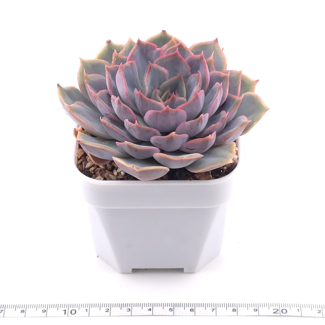 Echeveria ‘Pinky Punky’ | 粉萌 thumbnail 3