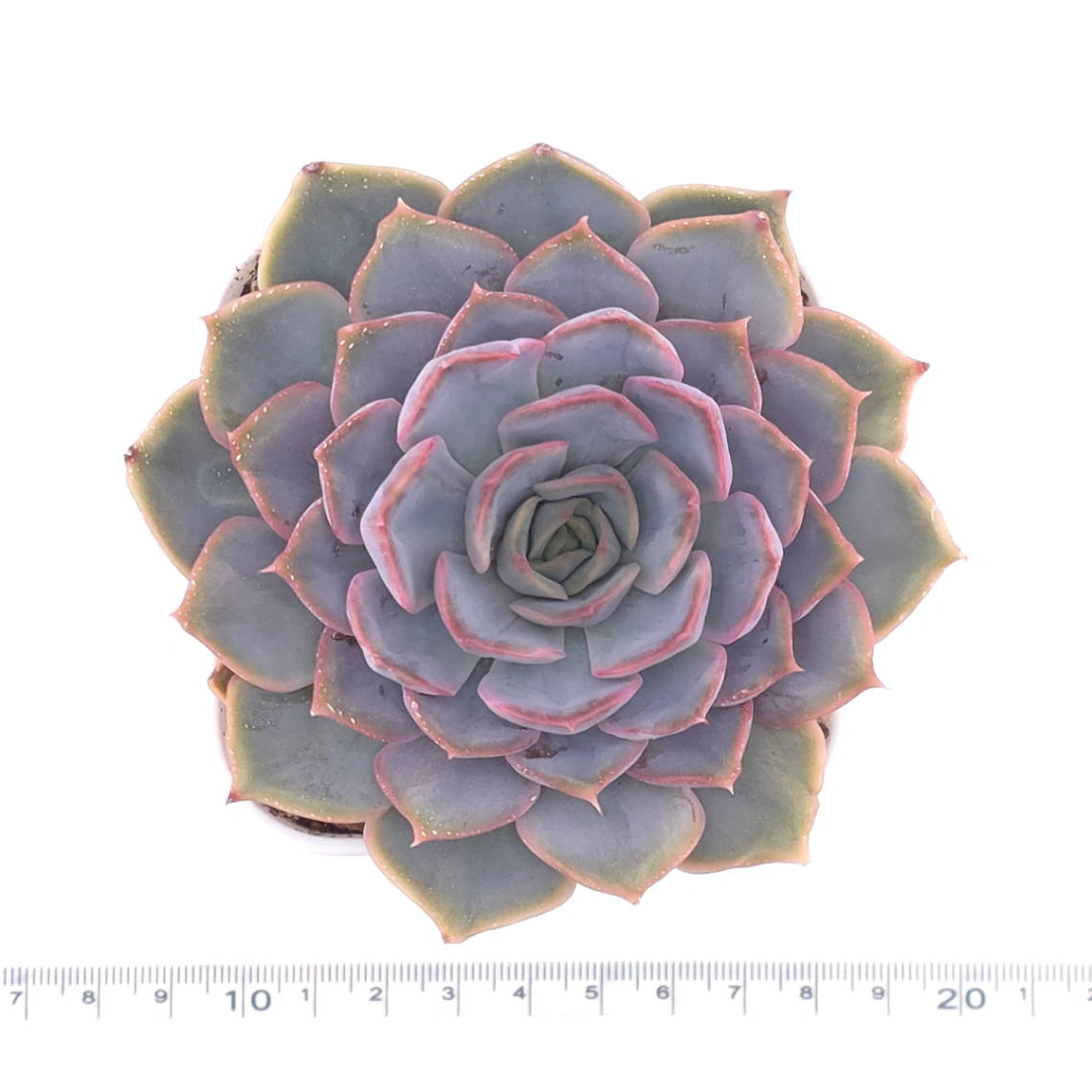 Echeveria ‘Pinky Punky’ | 粉萌 thumbnail 4