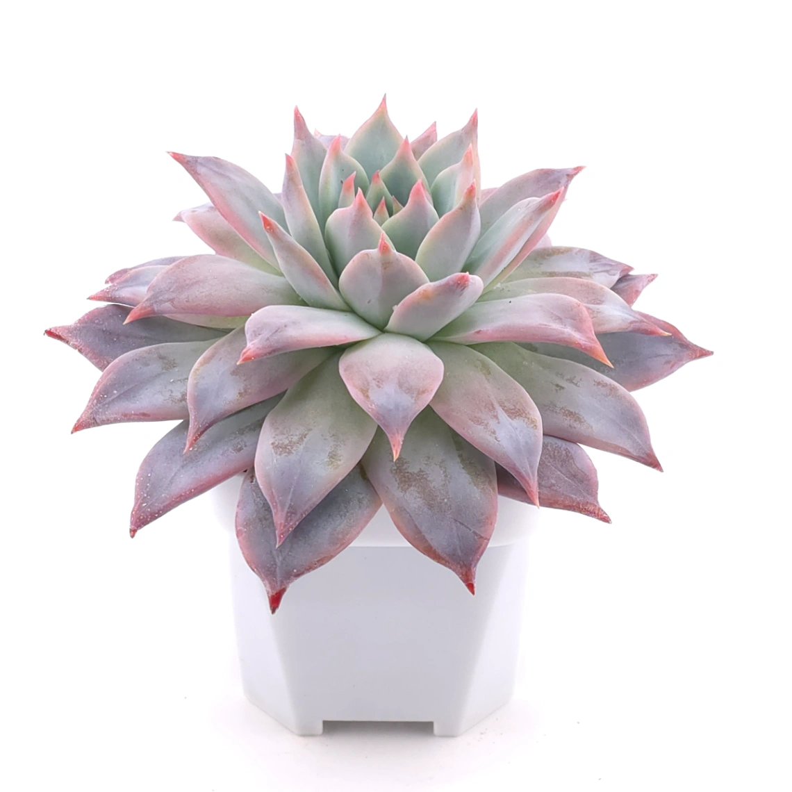 Echeveria ‘Polar Bear’ | 北極熊 thumbnail 2