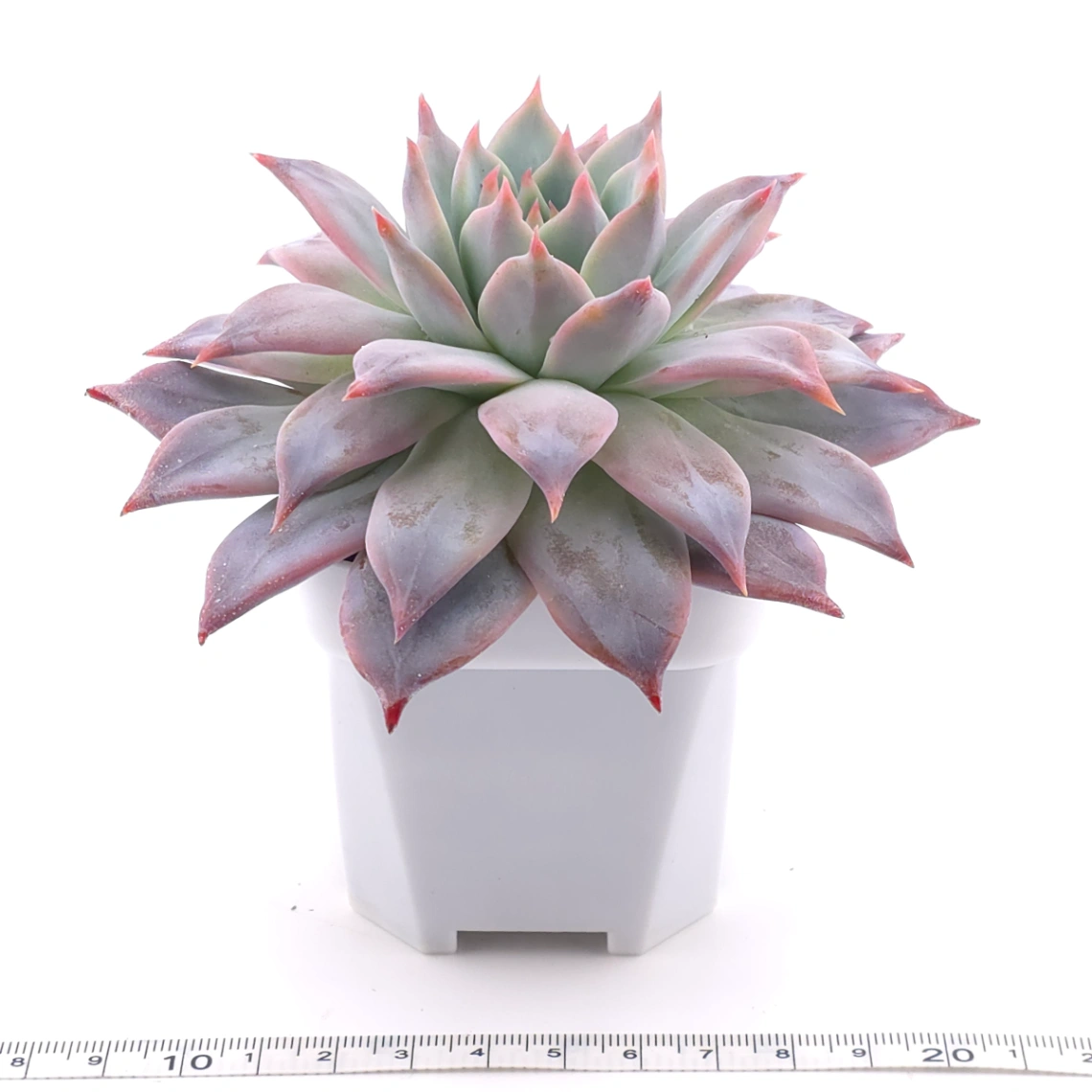 Echeveria ‘Polar Bear’ | 北極熊 thumbnail 3