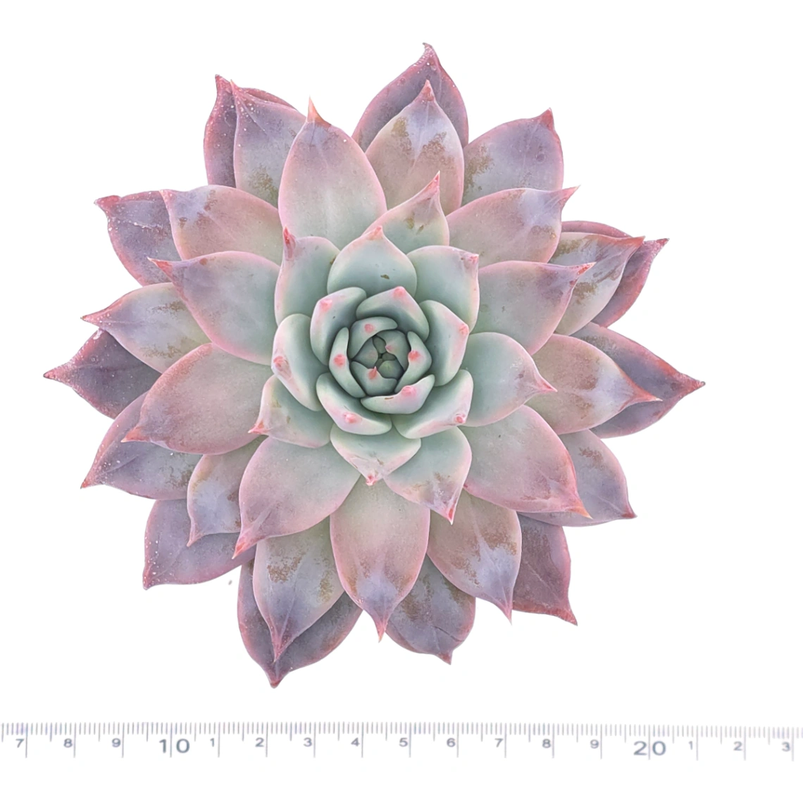 Echeveria ‘Polar Bear’ | 北極熊 thumbnail 4