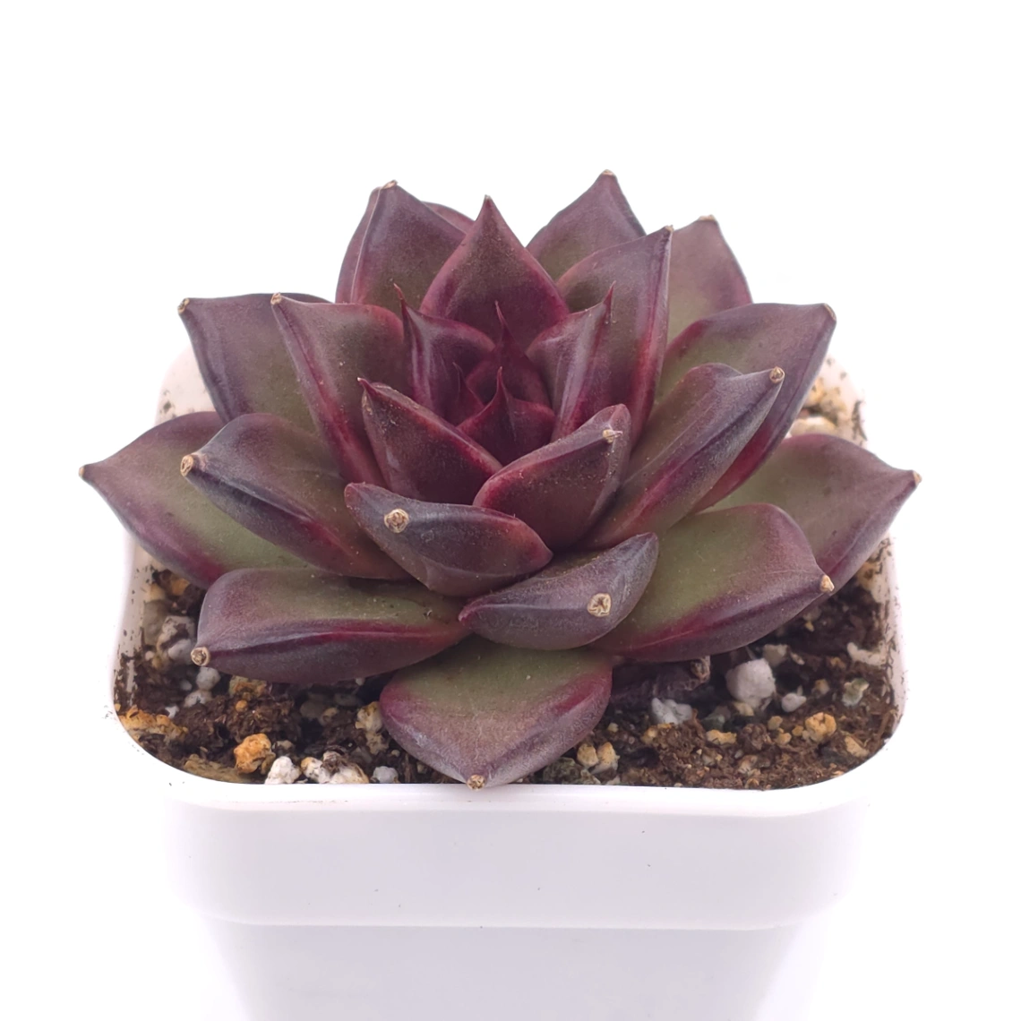 Echeveria ‘Profusion Rose’ | 豐沛玫瑰 thumbnail 2