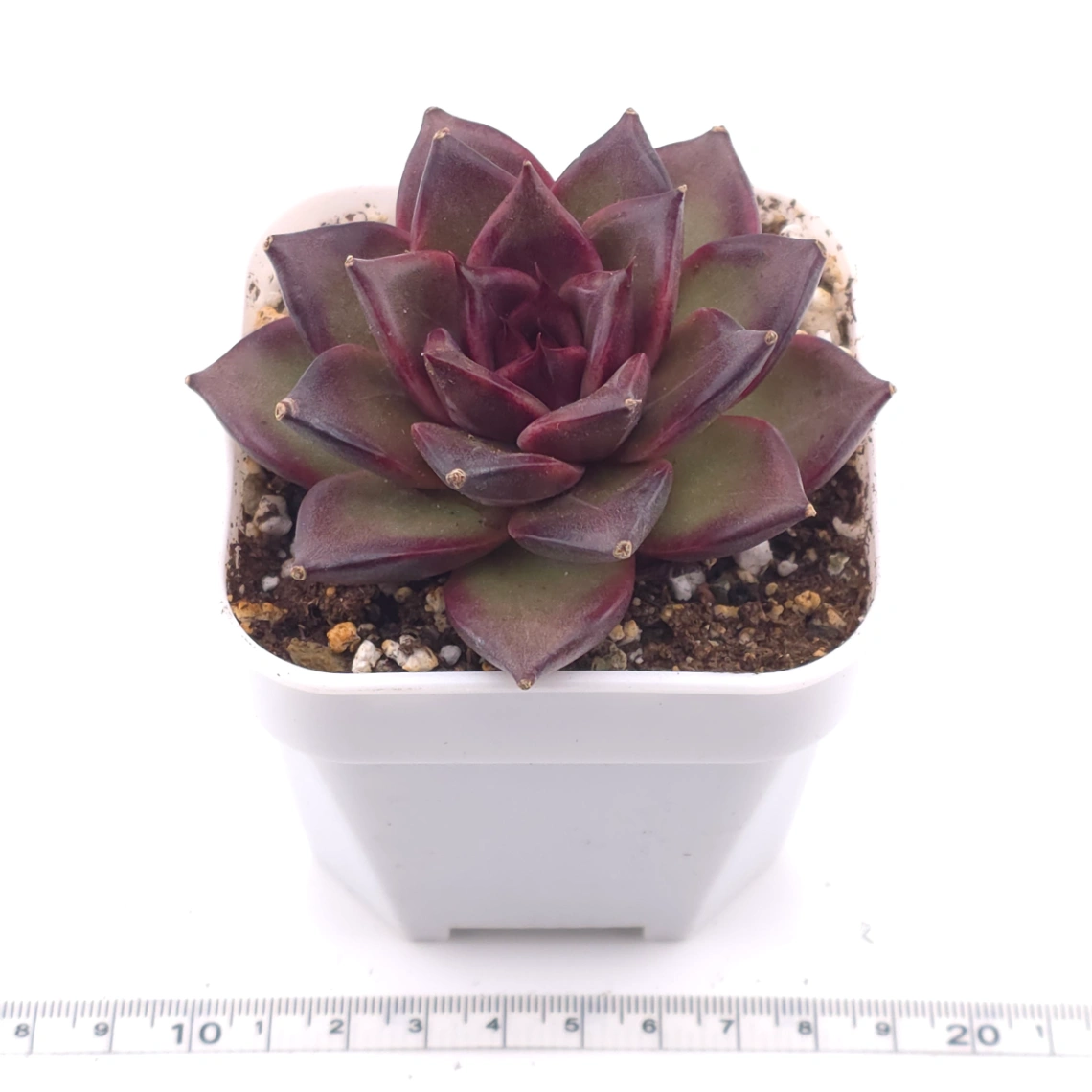 Echeveria ‘Profusion Rose’ | 豐沛玫瑰 thumbnail 3