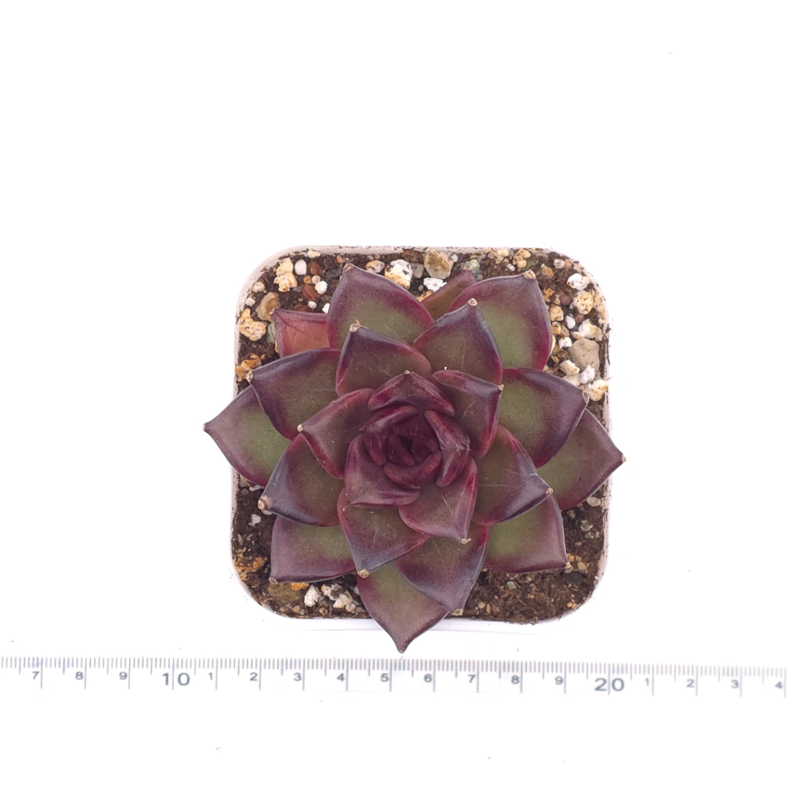 Echeveria ‘Profusion Rose’ | 豐沛玫瑰 thumbnail 4