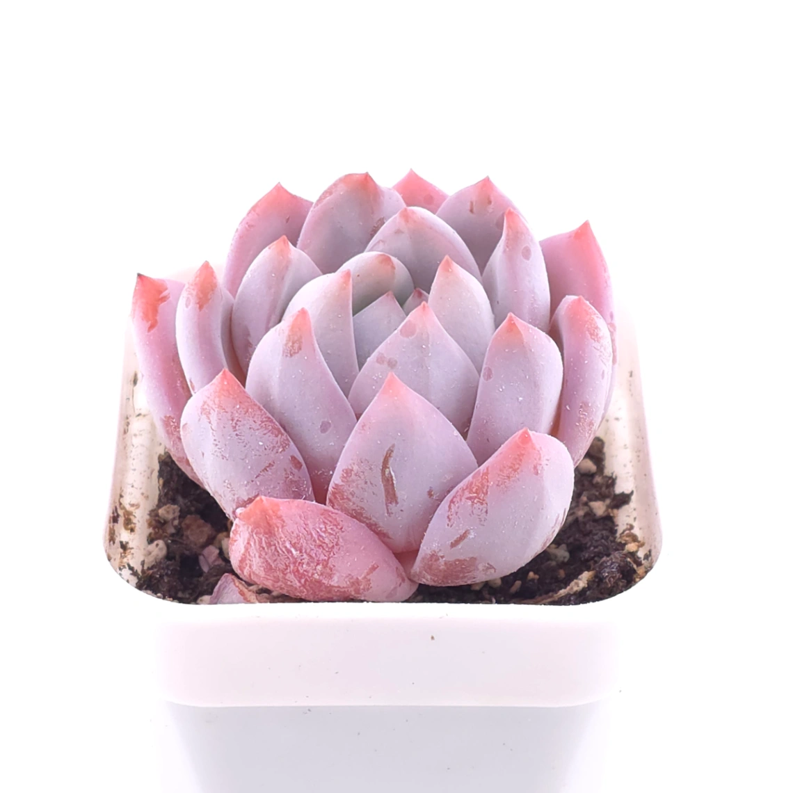 Echeveria ‘Sang-A’ | 嫦娥 thumbnail 2