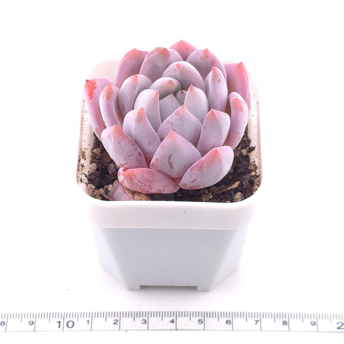 Echeveria ‘Sang-A’ | 嫦娥 thumbnail 3