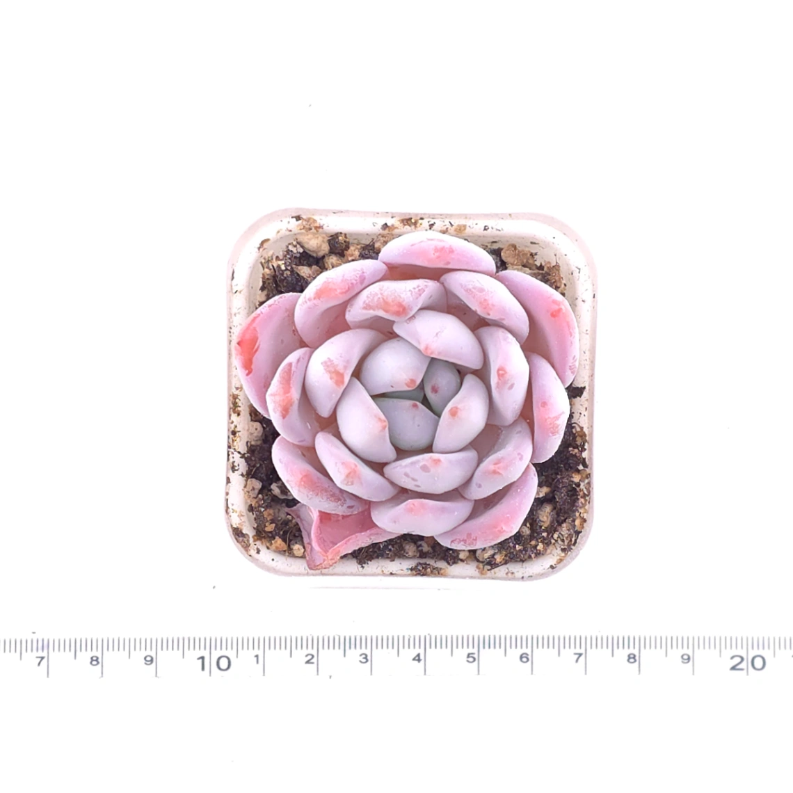 Echeveria ‘Sang-A’ | 嫦娥 thumbnail 4