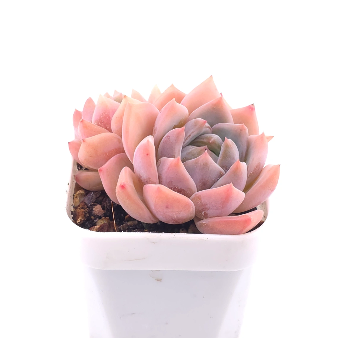 Echeveria ‘Snow Melanie’ | 雪媚娘 thumbnail 2