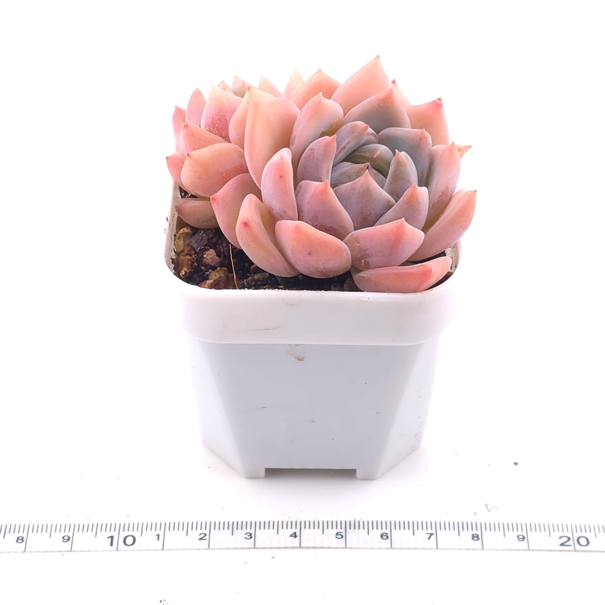Echeveria ‘Snow Melanie’ | 雪媚娘 thumbnail 3