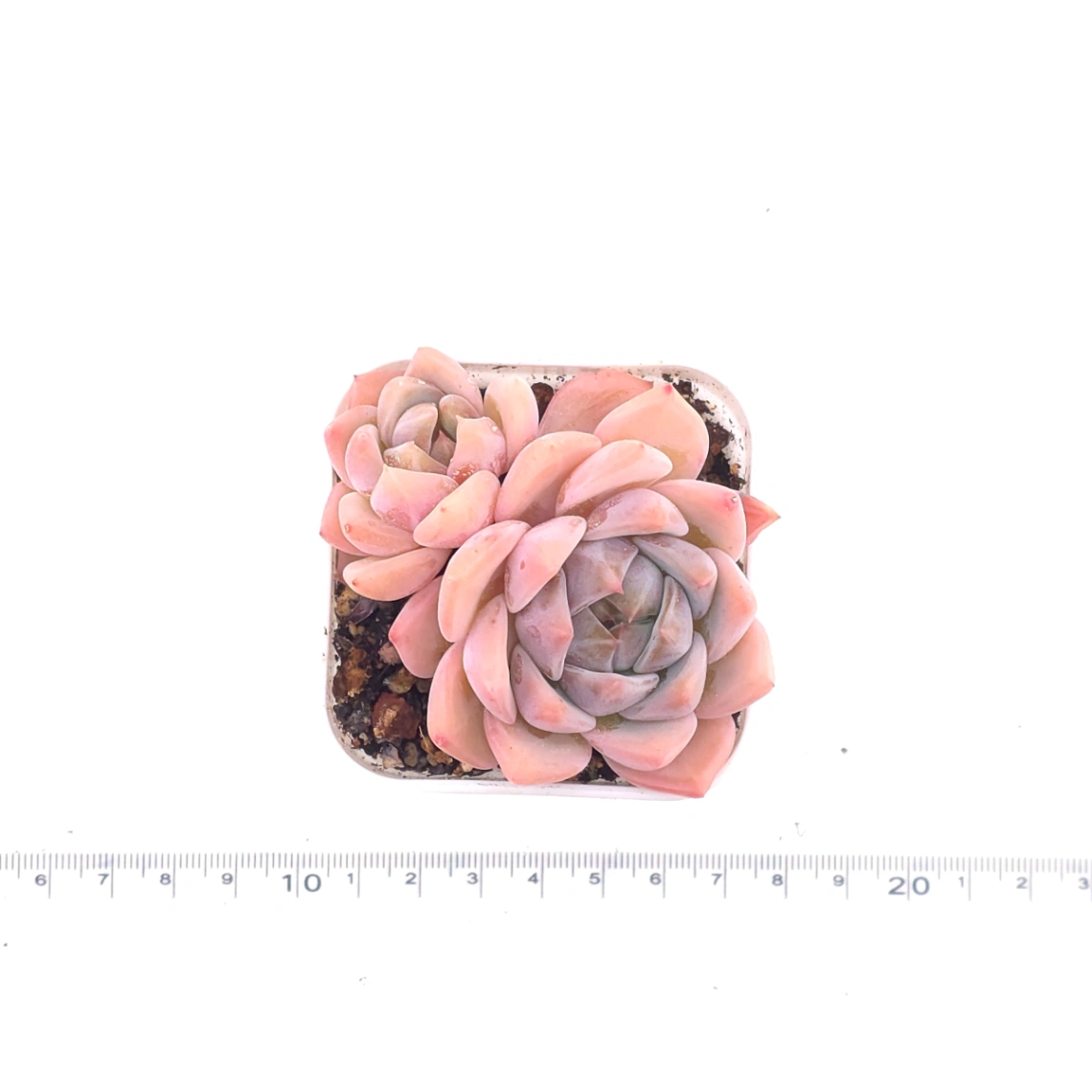 Echeveria ‘Snow Melanie’ | 雪媚娘 thumbnail 4