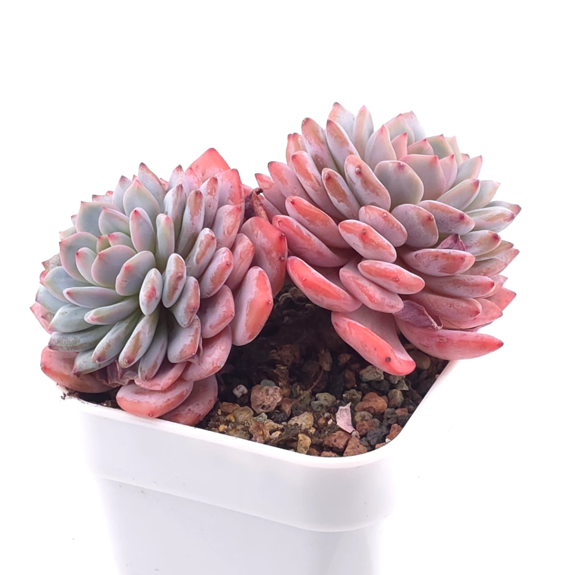 Echeveria ‘Star Orange’ | 星星橙 thumbnail 2