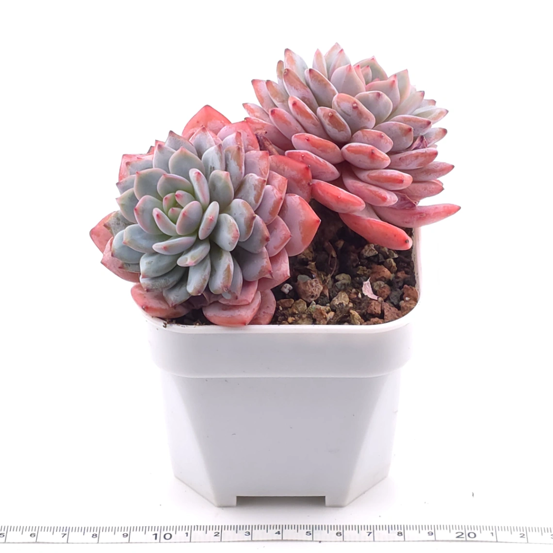 Echeveria ‘Star Orange’ | 星星橙 thumbnail 3