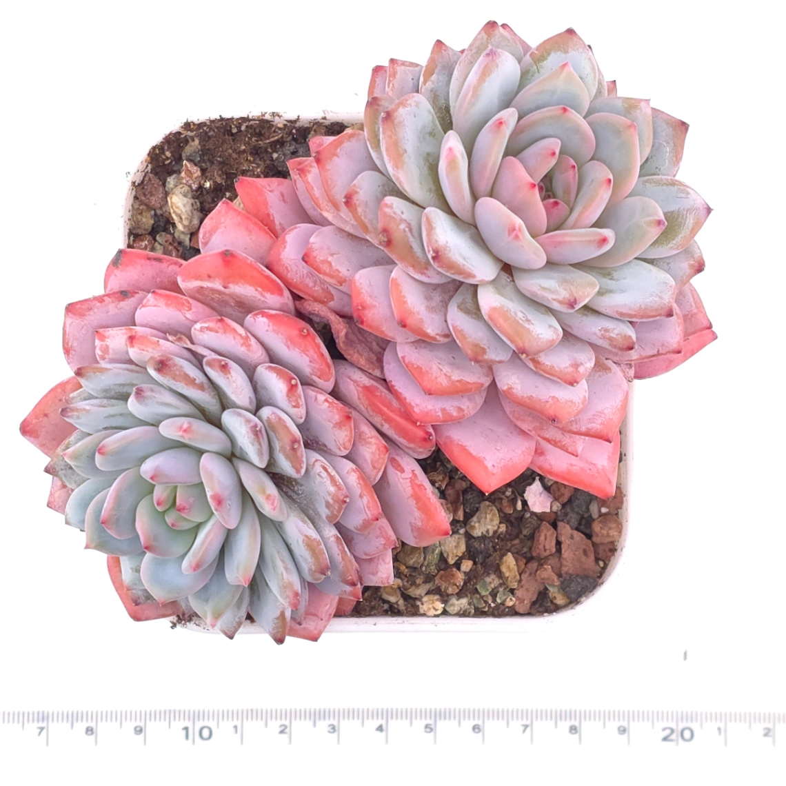 Echeveria ‘Star Orange’ | 星星橙 thumbnail 4