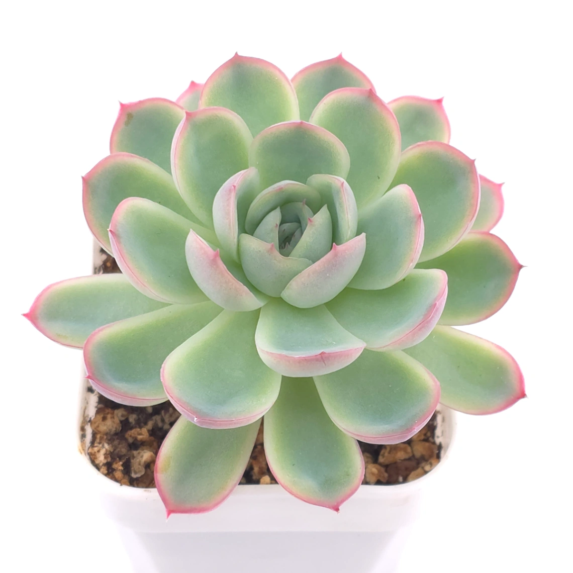 Echeveria ‘Strawberry Ice’ | 草莓冰 thumbnail 2