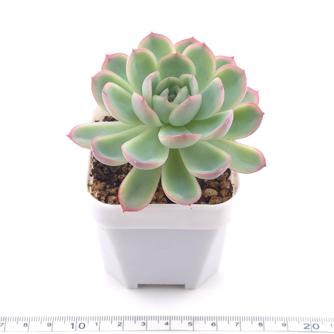 Echeveria ‘Strawberry Ice’ | 草莓冰 thumbnail 3